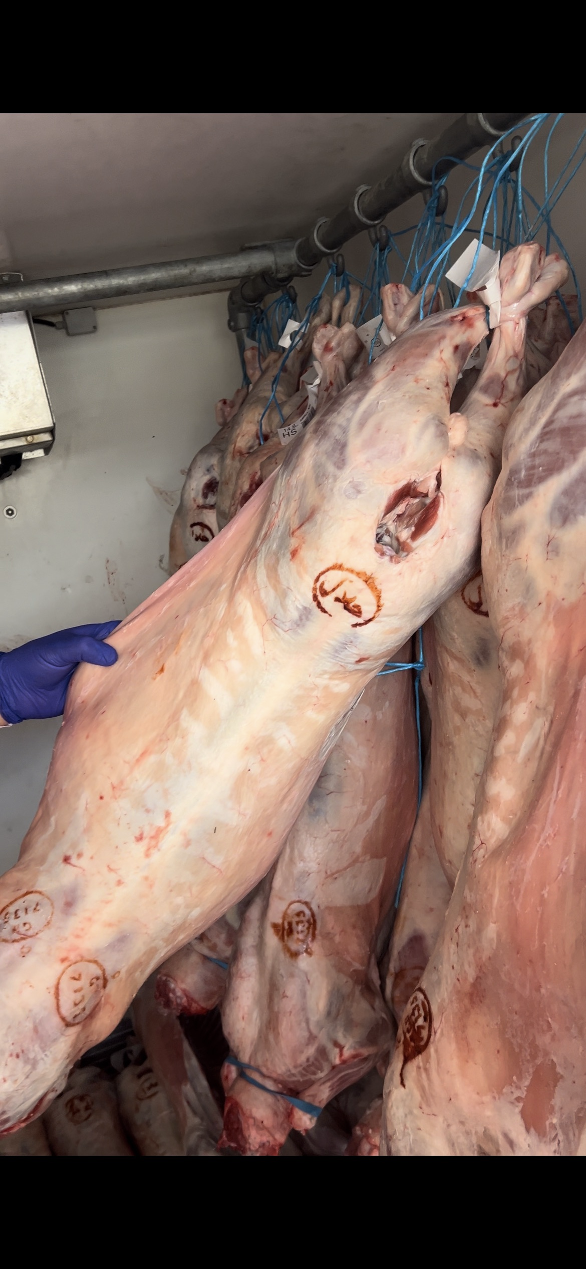 Whole Spring Baby/Big Lamb Welsh (13-17KG)